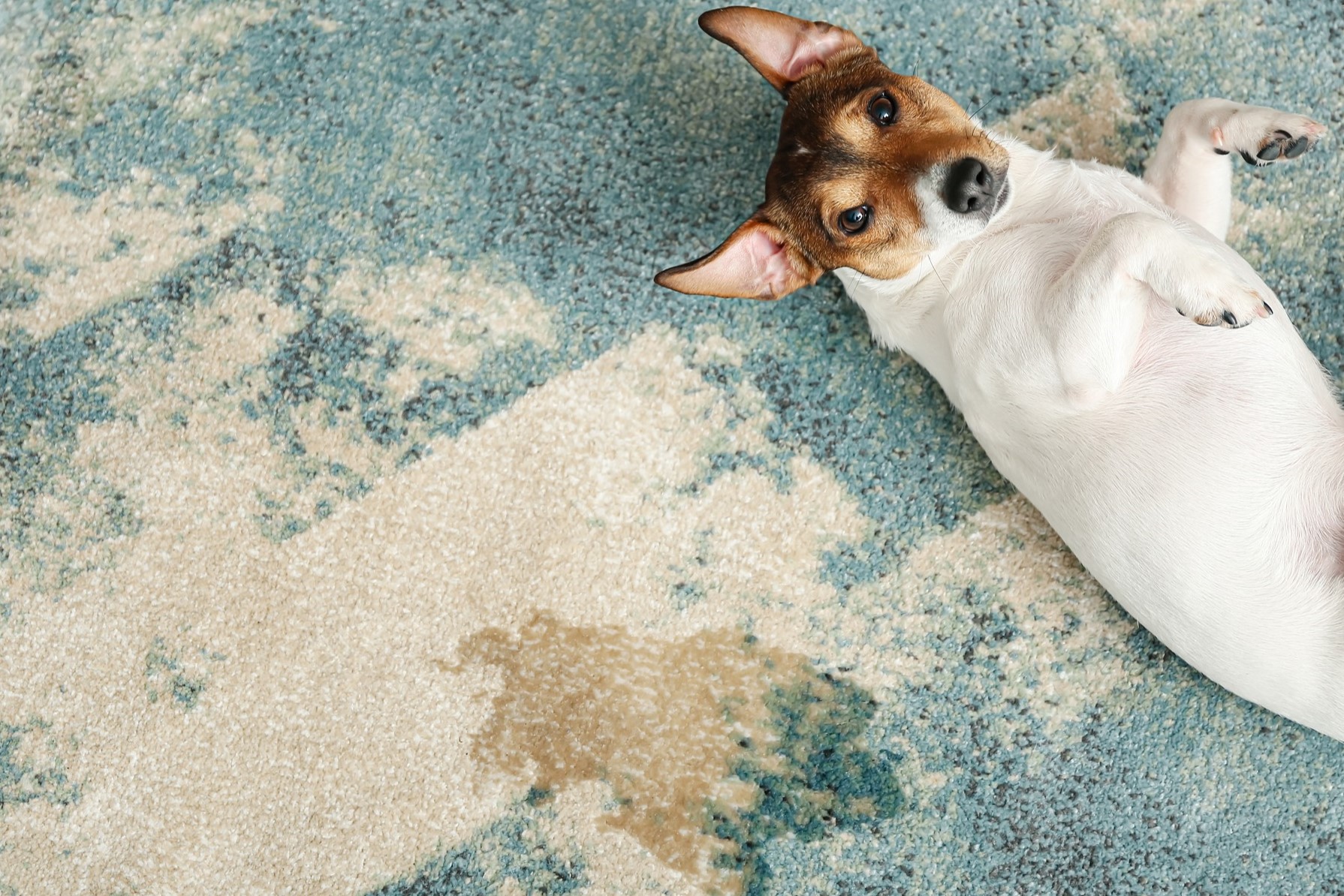Pet accidents on the area rug - rug cleaning services - cute dog - Springfield, IL