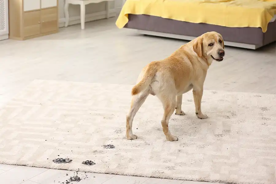 The Rug Rack & Murphy Rug Cleaners—A cute, bashful yellow Labrador tracks in mud on an off-white area rug in Springfield, Illinois.